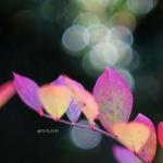 Herbst mit Bokeh