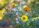 blumenstrauss mit bokeh