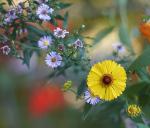 Blumen mit Bokeh