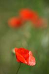 Mohn