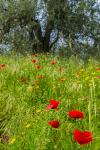 Mohn in der Toscana I