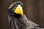 Seeadler