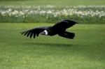 Condor ist auch eine Fluglinie