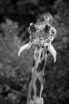 Giraffenmonster