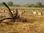 Botswana-Okavango