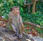 Meerkatze am Dambulla-Tempel