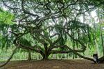 Baum im botanischen Garten