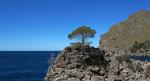 Baum auf Felsen