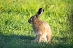 Hoppelhase Hans - Augenfokus!