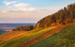 Beispielfoto Landschaft mit dem Loxia 85mm/2,4: Weinberg und Waldrand an Herbstabend