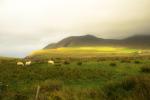 Irland 2014 - Dingle und Umgebung