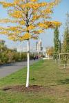 Park Gleisdreieck (9)