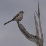 Unbekannter Vogel