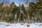 Nonnenmattweiher - Man sieht den Wald vor lauter Bäume nicht...