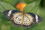 Schmetterling