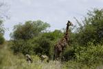 Krueger Park Giraffe