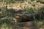 Cheetah - Mama lieber mit Kontrollblick
