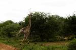 Giraffe auf der Flucht