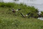 Nilgänse