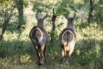 "Follow me" - Wasserbock-Weibchen