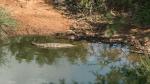 Makutsi Hippo Hide