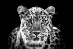 Amur Leopard