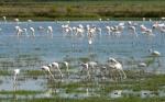 Flamingos bei el Rocío