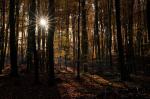 Wald im Gegenlicht 1