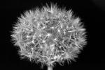 Pusteblume