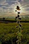 Wetterauer Gegenlicht Pflanze