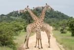 Giraffe2