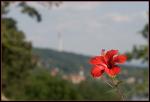 Hibiskus