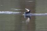 Kormoran in Balzstimmung