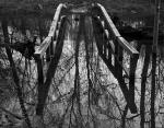 Baum auf Brücke