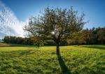 Streuobstwiese im Herbst