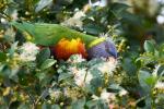 Rainbow Lorikeet 2