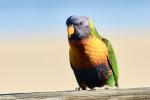 Rainbow Lorikeet 1