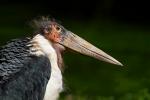 Ein Bild von einem Vogel ...