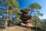 Pfälzer Felsen und Kiefern