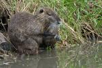 Nutria