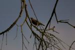 Vogel im Baum