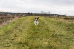 Hund läuft aus dem scharfen Bereich