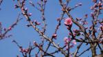 Mandelblüte Edenkoben 2014