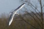 Möwe mit Brot