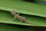 Baby Gecko_01