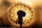 Pusteblume im Sonnenuntergang