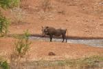 Makutsi - Tented Camp 19