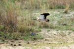 Makutsi - Björn - Nilgänse