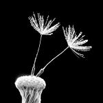 Pusteblume