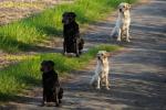 2 Einzelbilder Hunde vorn_hinten 85mmF2.8 ungeschärft aus JPGooc